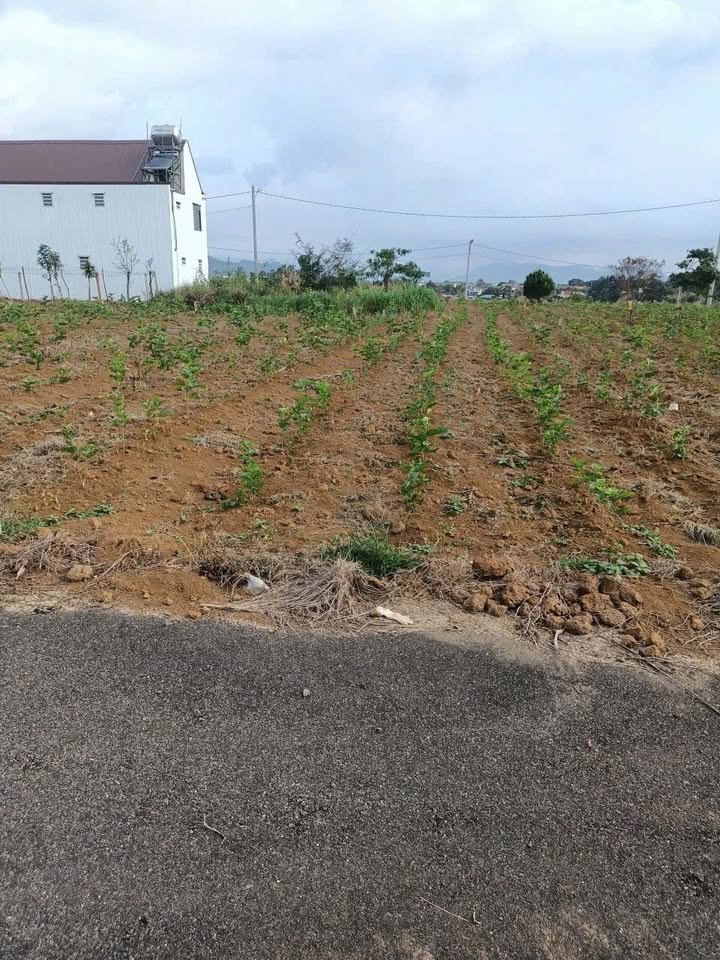 Đất thổ cư Bảo Lộc 135m² giá 1.35 tỷ - Cơ hội đầu tư hiếm có!