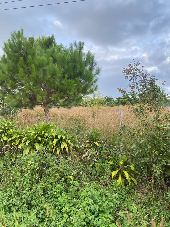 Đất nền Lộc Quảng, Bảo Lâm 294m² giá 800 triệu - Lô góc 2 mặt tiền