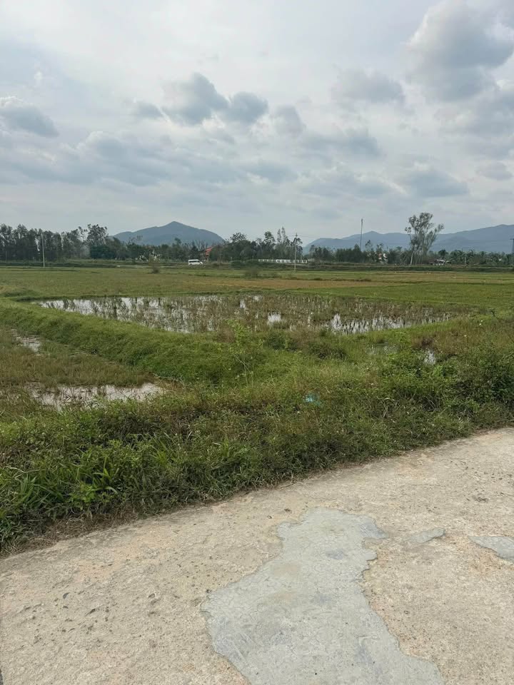 Đất nền Bình Thành Tây Sơn 700m² giá chỉ 4x - Sát đường bê tông, thuận tiện giao thông!