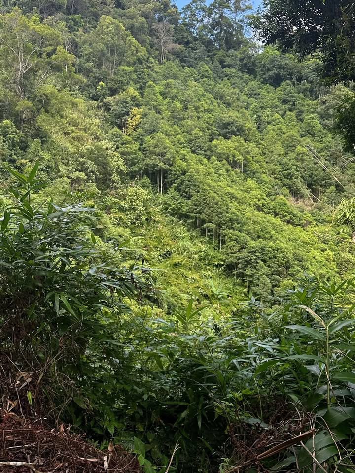 Đất nền Đổng Xá Na Rì 20.000m² giá 200 triệu - Cơ hội đầu tư lý tưởng!