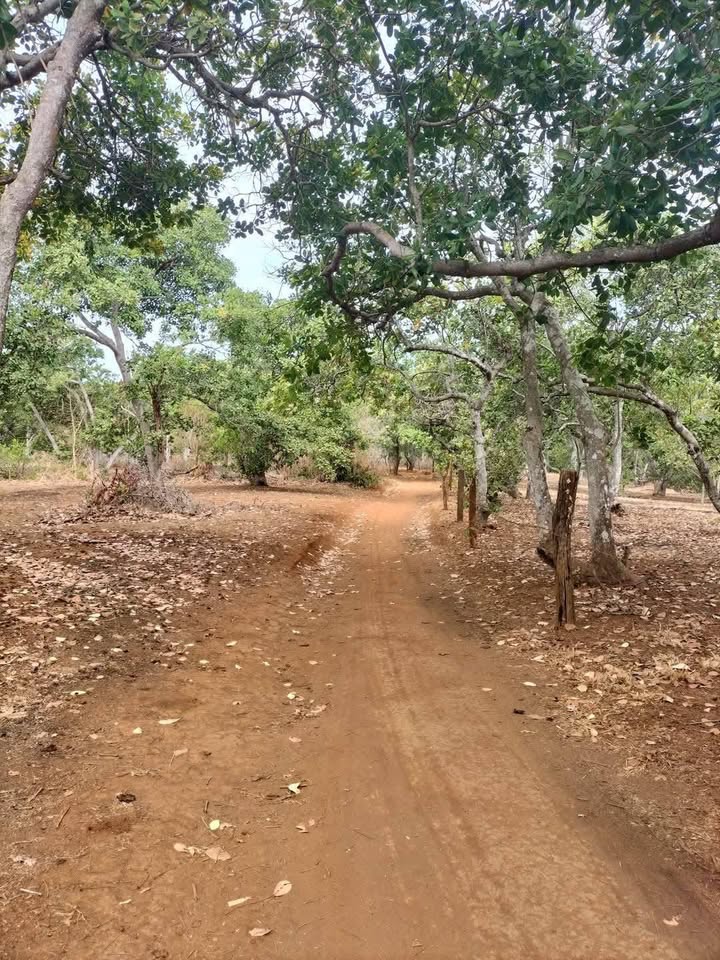 Đất nền Farm Phú Văn 32.000m² giá 8.5 tỷ - Sổ đỏ chính chủ, đường dễ đi!