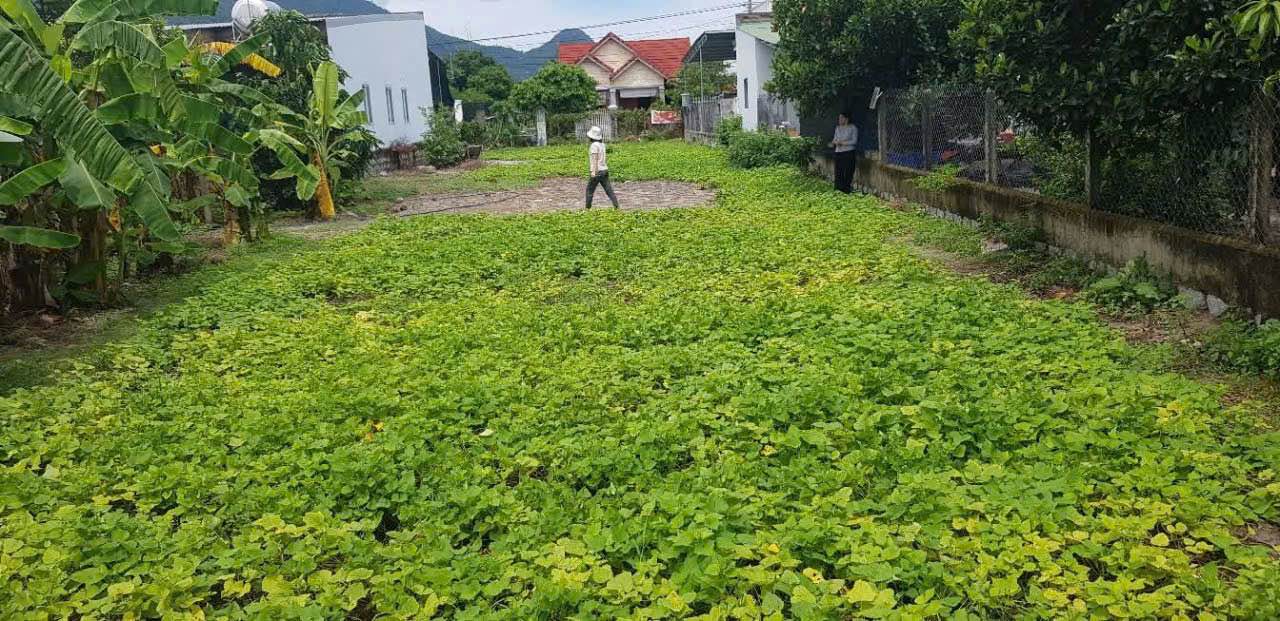 Đất biệt thự vườn Suối Hiệp 582m² giá 2.3 tỷ - Khu vực an toàn không ngập lụt!