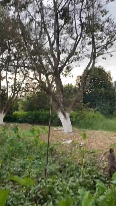 Đất nền Phú An, Bến Cát 5000m² giá chỉ 2.5 tỷ - Cơ hội đầu tư hấp dẫn!