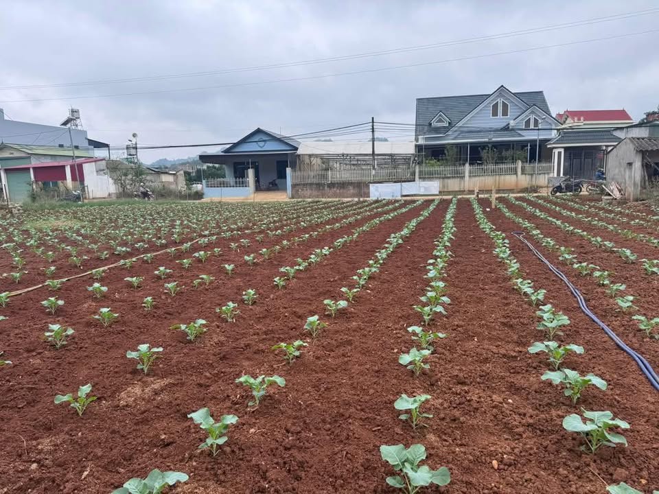 Đất nền Mộc Châu 267m² giá 4 tỷ - Cơ hội đầu tư hấp dẫn!