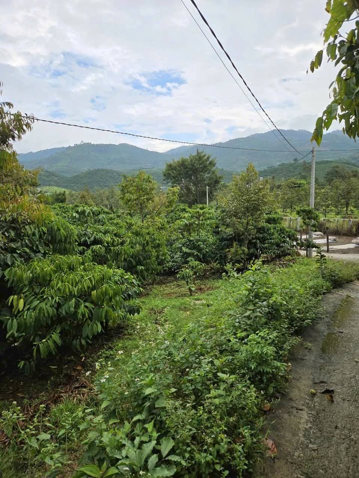 Đất Khu Dân Cư Đại Lào Bảo Lộc 1546m² Giá 1.04 Tỷ - Đầu Tư Sinh Lời!