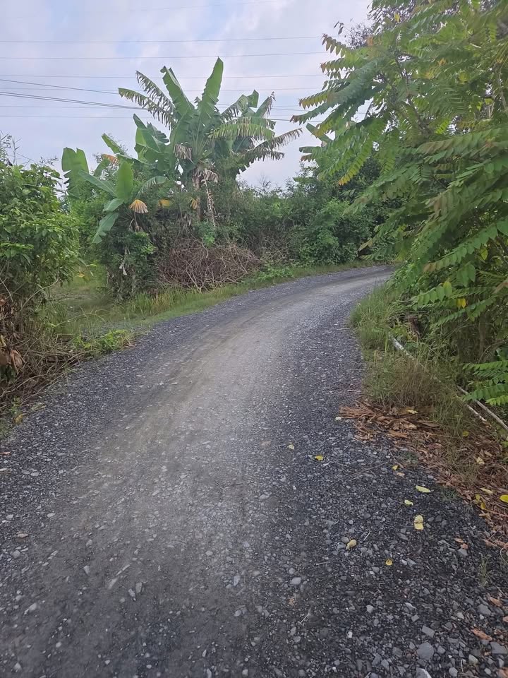 Đất lúa 4200m² tại Mỹ An, Thủ Thừa, Long An - Giá chỉ 600 triệu