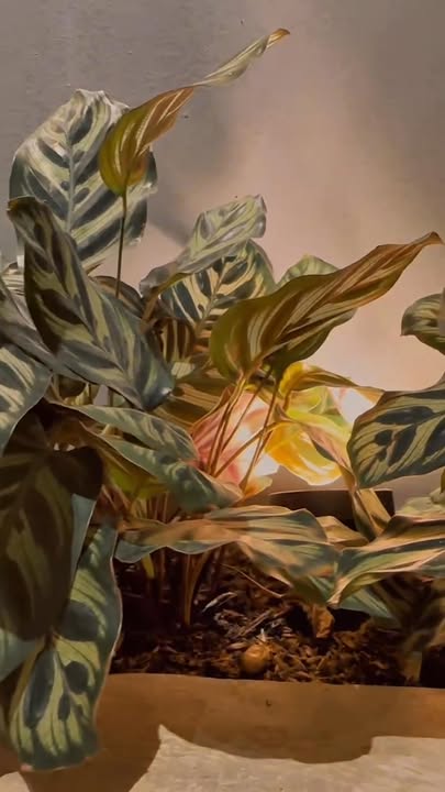 Nhà mặt tiền Hồ Nghinh, Sơn Trà, Đà Nẵng 100m² giá 35 tỷ - Vị trí siêu hiếm có!