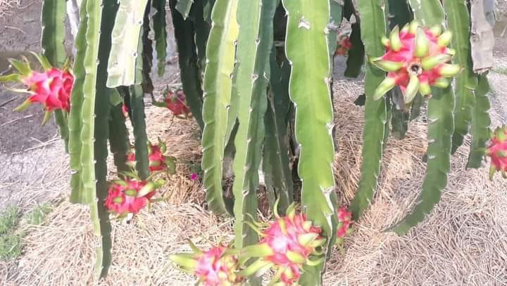 Đất nền Long Trì, Châu Thành, Long An 420m² giá 830 triệu - Cơ hội đầu tư hấp dẫn!