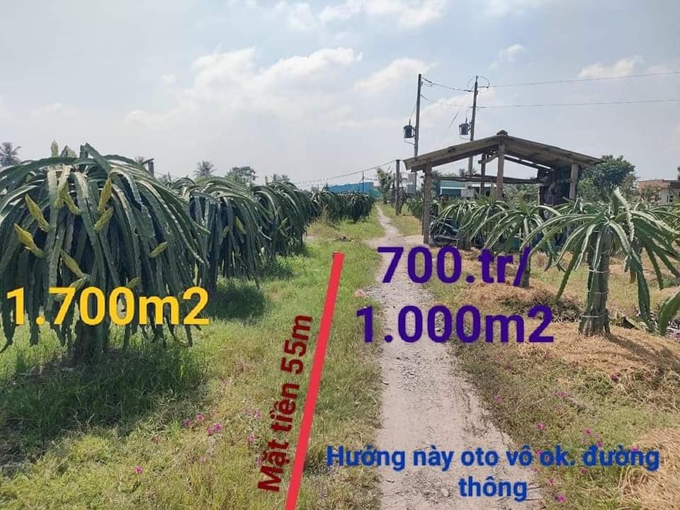 Đất lúa xã Phú Ngãi Trị, Châu Thành, Long An 1.700m² giá 700 triệu - Đầu tư sinh lời ngay!