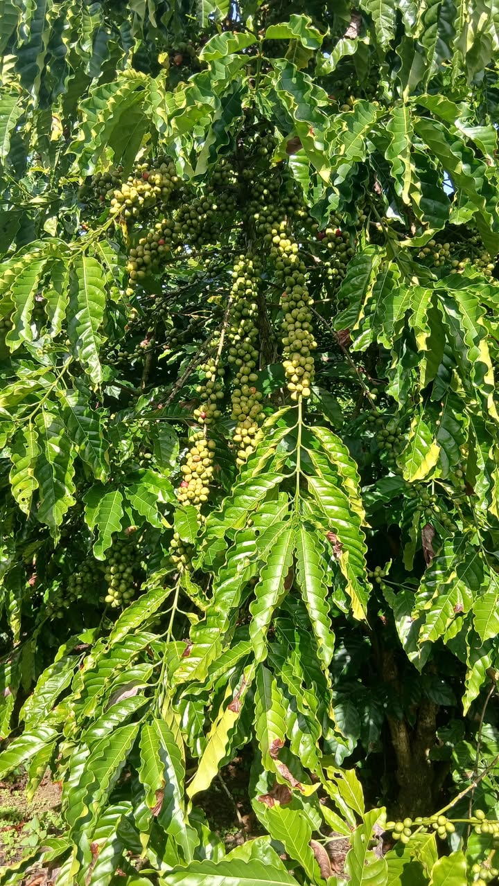 Đất nền xã Hòa Ninh 2000m² giá 1.7 tỷ - Vị trí đẹp, dân cư đông đúc!