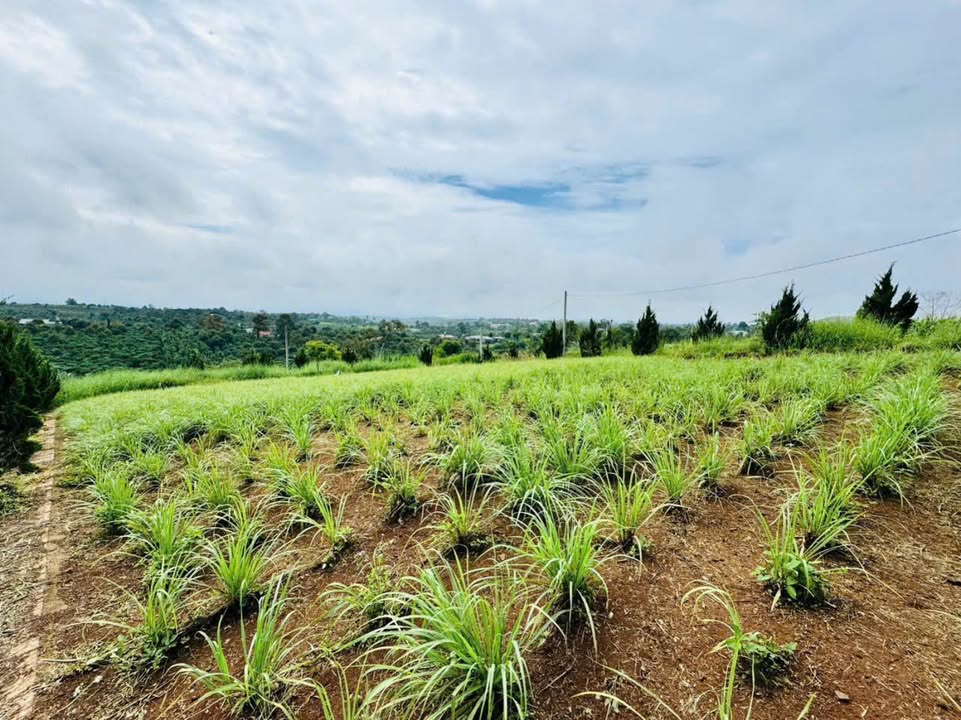 Đất nền Lộc An Bảo Lâm 113m² giá chỉ 450 triệu - Cơ hội đầu tư tốt!