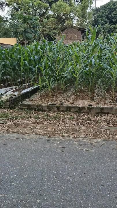 Đất thổ cư Đạo Tú, Tam Dương 100m² - Sát khu công nghiệp, giá tốt!