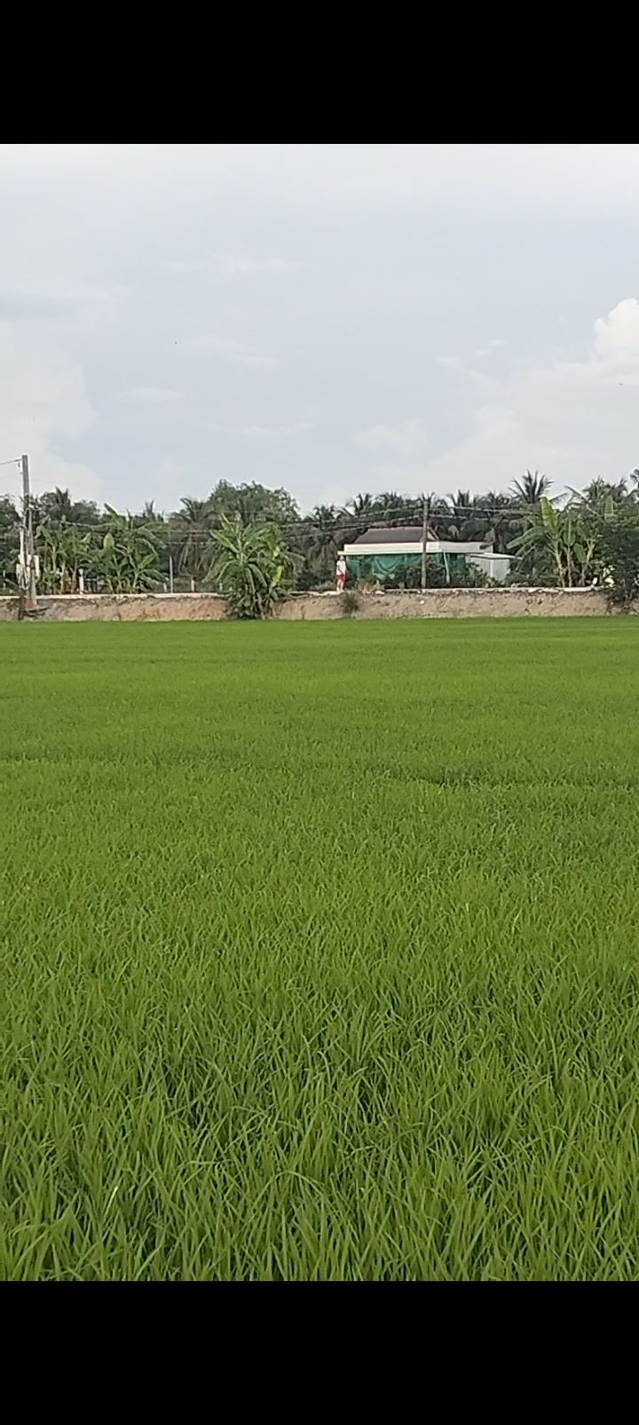 Đất vườn và đất lúa 5300m² Thủy Đông, Thạnh Hóa, Long An - Giá chỉ 580 triệu VND, thương lượng nhẹ!