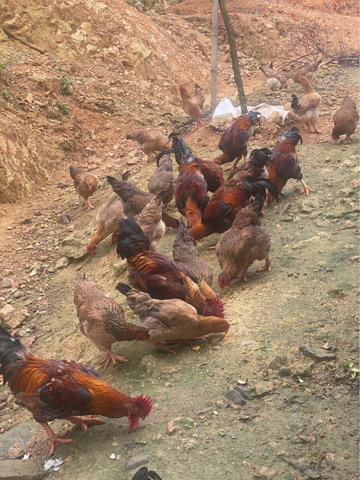 Đất mặt đường Thanh Liêm, Minh Bảo 1967m² giá 2.95 tỷ - Cơ hội đầu tư hiếm có!