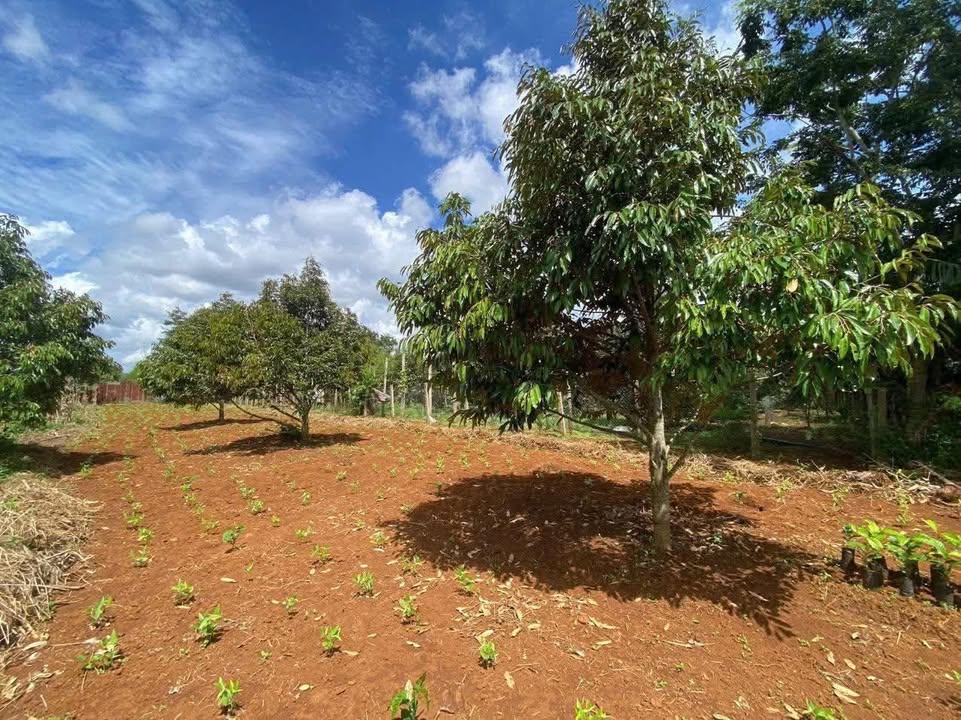 Đất nông nghiệp 1168m² Hòa Thuận Buôn Ma Thuột - Đường ô tô vào tận đất!