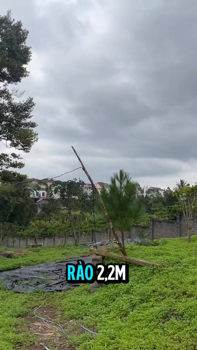 Đất nền Bảo Lộc 1500m² giá 8.5 tỷ - Phù hợp xây biệt thự vườn!