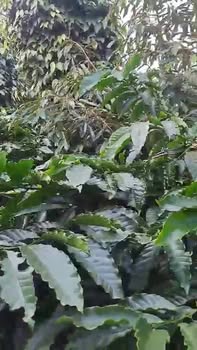 Đất nền 1 sào mặt tiền quốc lộ 29, xã Ea Drông, Đắk Lắk - Giá 1.35 tỷ, sổ hồng chính chủ!