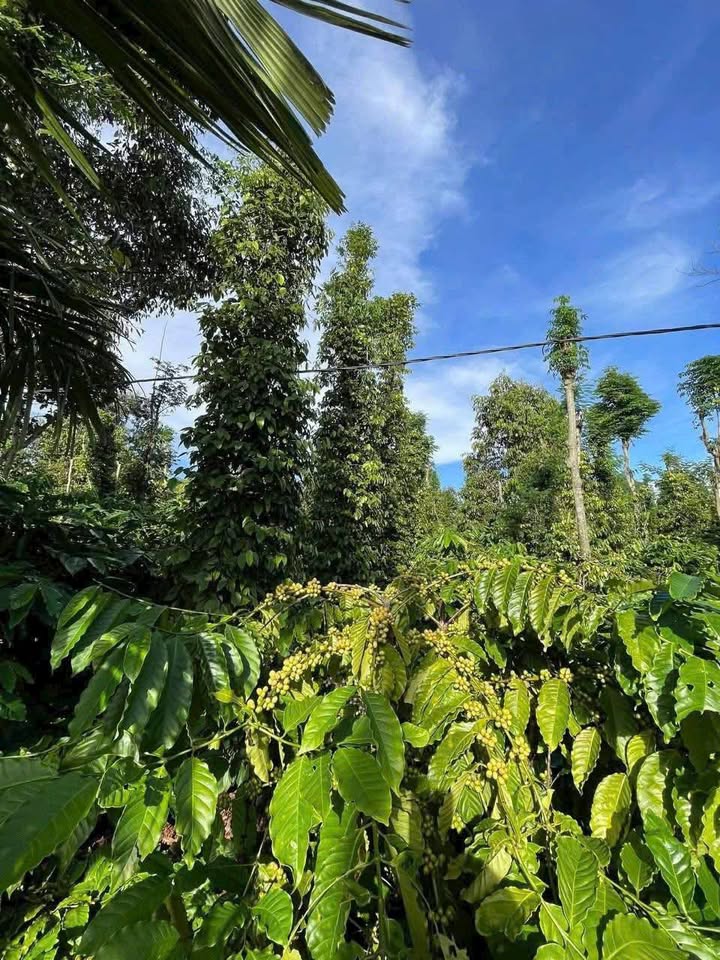 Đất nông nghiệp 1ha tại Hòa Thắng, Buôn Ma Thuột giá chỉ 5.3 tỷ - Cơ hội đầu tư sinh lời!