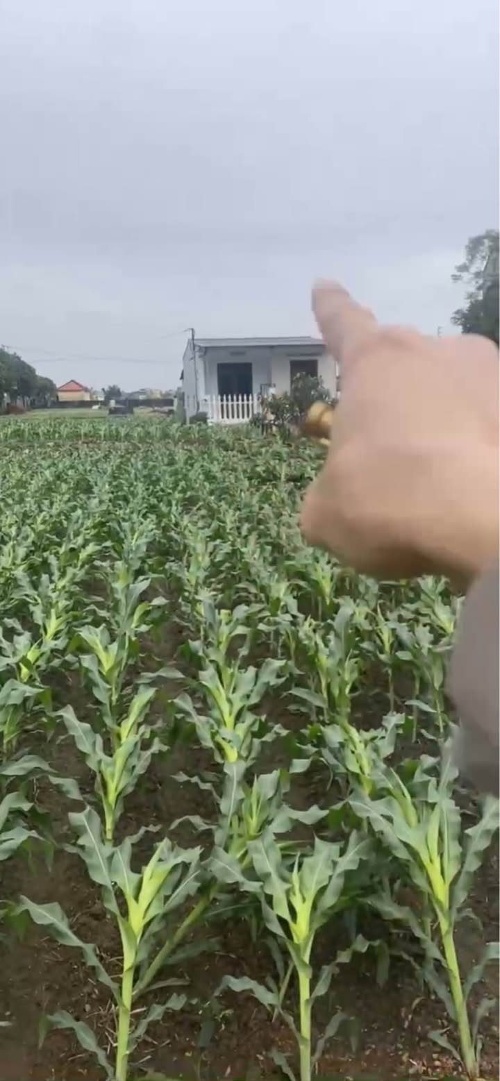 Đất nền Khánh Thiện Yên Khánh 132m² giá chỉ 999 triệu - Đường thông 2 mặt tiền!