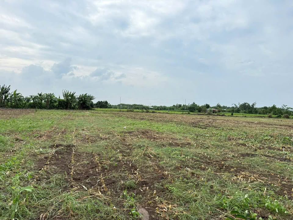 Đất nền 1036m² Phước Long Thọ - Giá 950 triệu - Đầu tư sinh lời ngay!