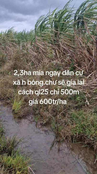 Đất farm 2,3ha tại H Bông, Chư Sê, Gia Lai - Giá chỉ 2.3 tỷ, cơ hội đầu tư hấp dẫn!