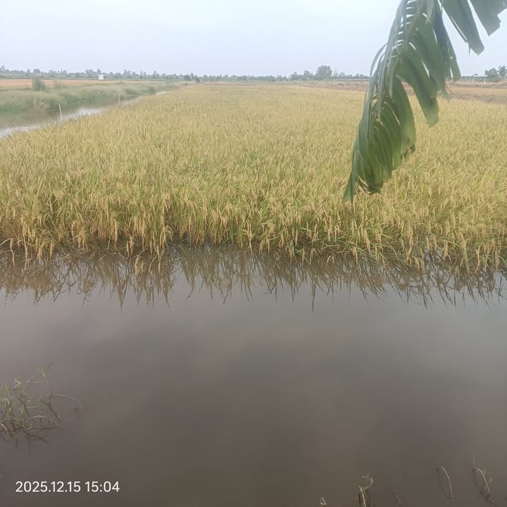 Đất nền thương mại Nam Thái A, 4070m² giá 1.85 tỷ - Cơ hội đầu tư hấp dẫn!