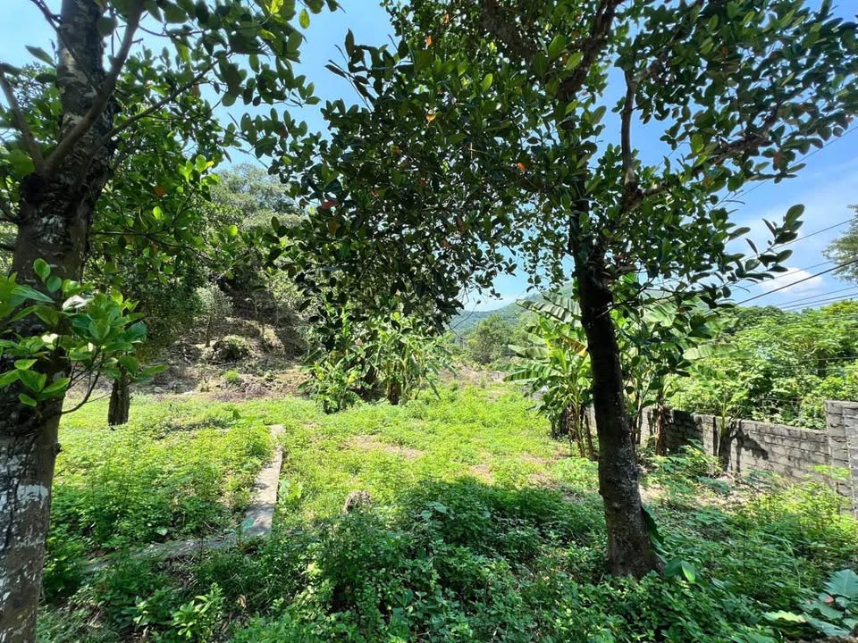 Đất đẹp 3000m² cạnh sân Golf Phượng Hoàng, giá chỉ 7 tỷ - Sổ đỏ chính chủ!