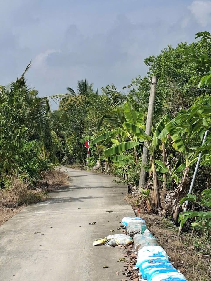 Đất nông nghiệp 6 công rưởi tại Nhơn Ninh, Tân Thạnh - Giá chỉ 1.495 tỷ!