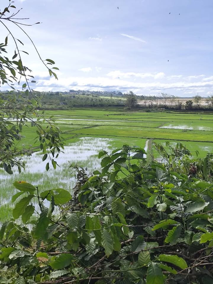 Đất thổ cư An Phú, Pleiku 470m² giá chỉ 900 triệu - Cơ hội đầu tư hấp dẫn!