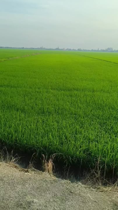 Đất nền ấp 2 Vụ, xã Kiến Bình, 36.000m² giá 1.3 tỷ - Cơ hội đầu tư hấp dẫn!