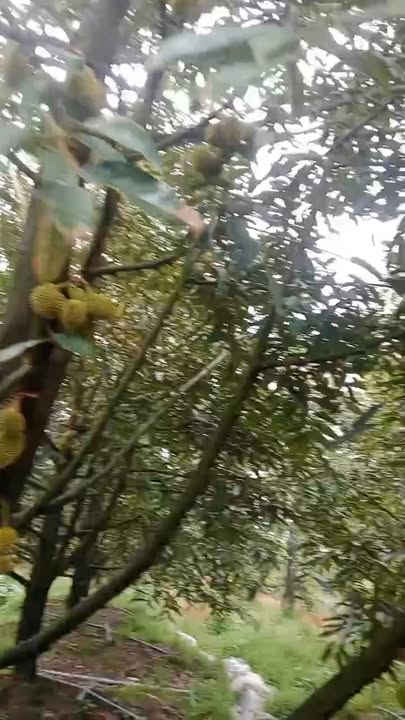 Đất vườn 2500m² tại Mỹ Đức Đông, Cái Bè - Giá 1.3 tỷ, thương lượng ngay!