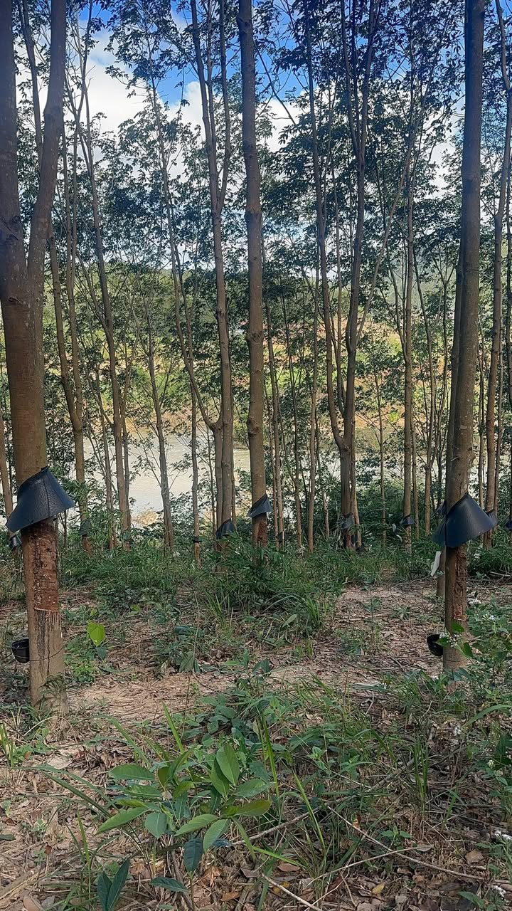 Đất thổ cư 400m² tại Đăk Tờ Re, Kon Rẫy - Giá chỉ 2.1 tỷ!