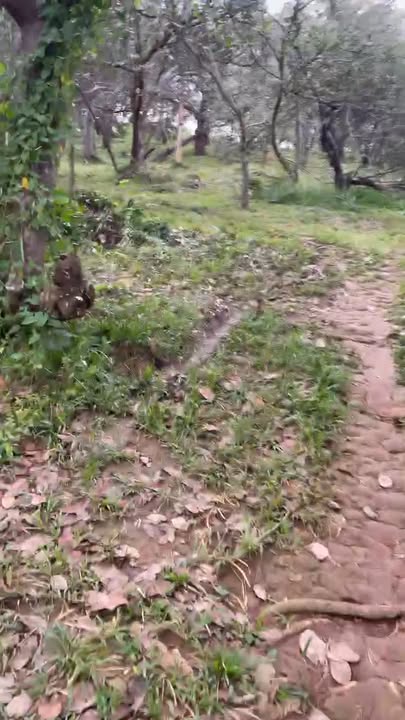 Đất nền Phước Tân, Phú Riềng 10000m² giá 800 triệu - Đầu tư sinh lời ngay!