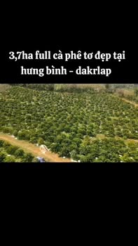 Farm Hưng Bình Đắk R'Lấp 3,7ha giá 7.5 tỷ - Đất bằng phẳng, tiện lợi!