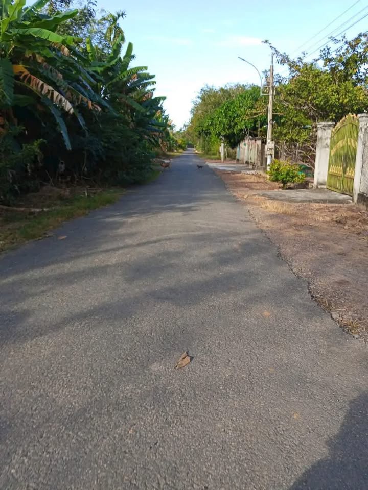 Đất thổ cư Tân Biên 1890m² giá chỉ 100 triệu - Đường ô tô vào tận nơi!