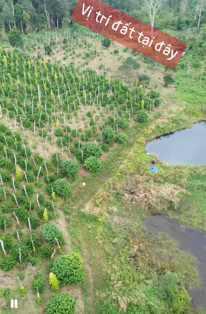 Bán Farm Đắk Song 6 Sào - Giá 600 triệu VND - Đầu tư sinh lời ngay!