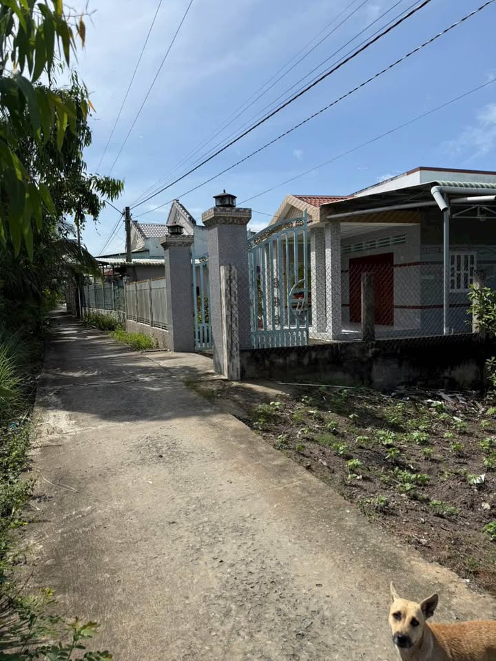 Đất lúa 1.035m² xã Trung Hòa, Chợ Gạo giá 1.3 tỷ - Cơ hội đầu tư tuyệt vời!