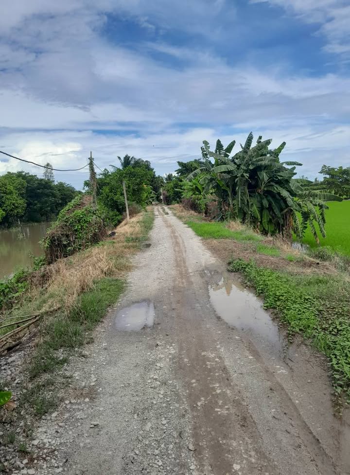 Đất nông nghiệp 12 công tại Mỹ Phú Đông, Thoại Sơn - Giá chỉ 1.86 tỷ, có thương lượng!