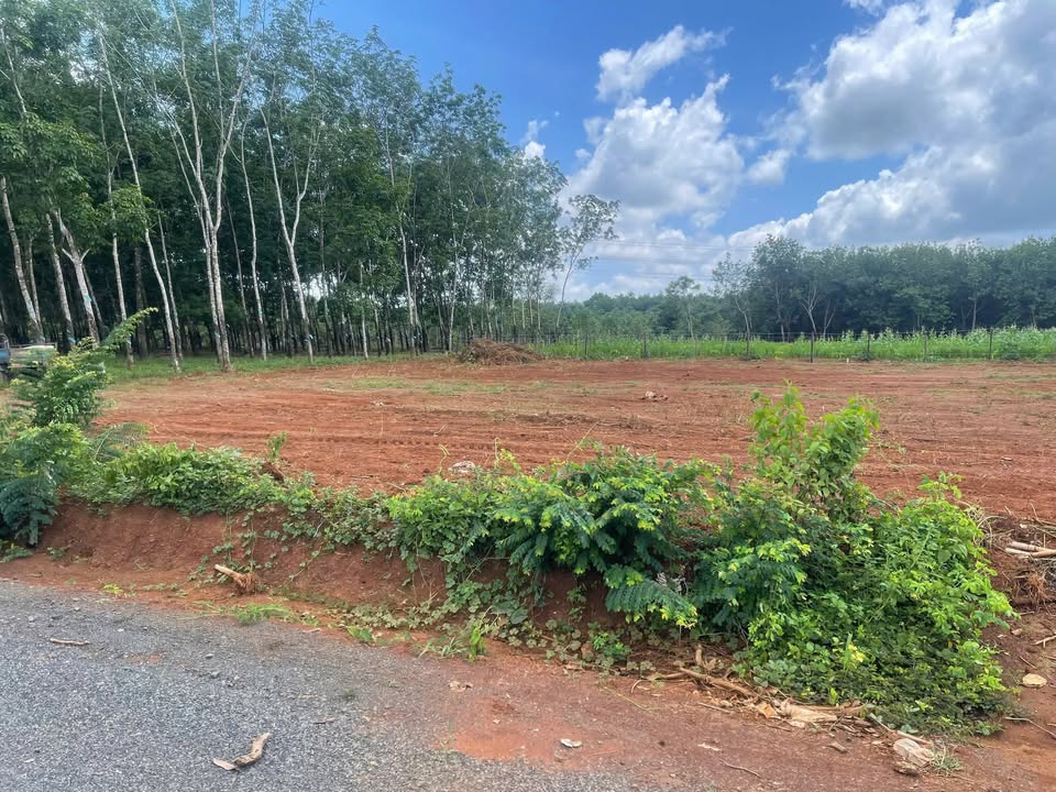 Đất mặt tiền ĐT753, xã Tân Lợi, 3000m² giá 320 triệu - Thích hợp xây nhà vườn!