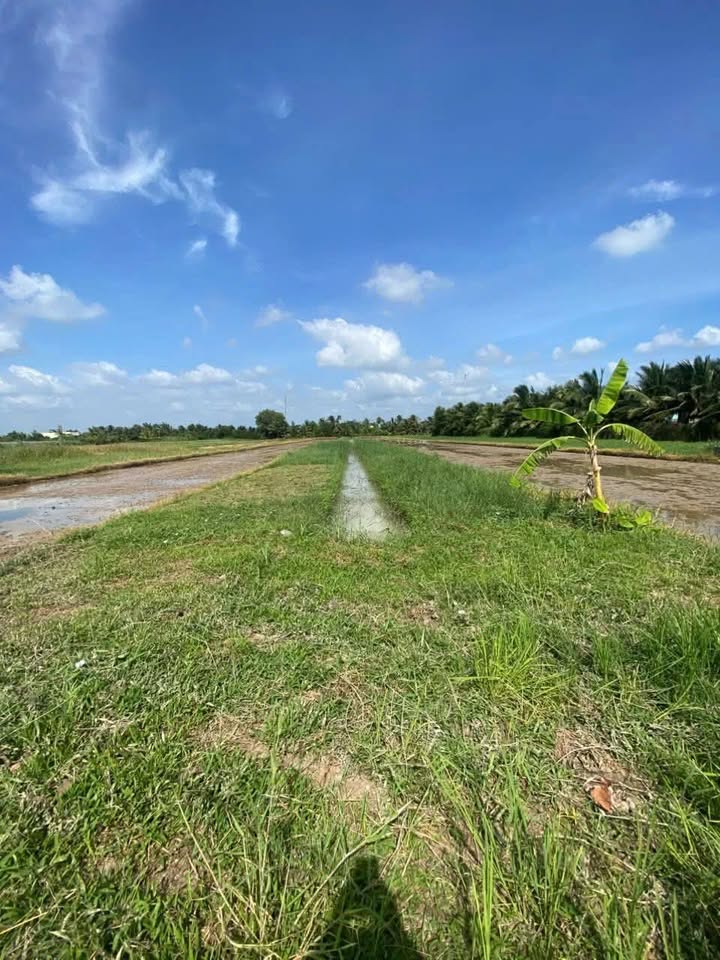 Đất nền 1400m² xã An Bình Tây, Ba Tri - Giá chỉ 500 triệu - Đầu tư sinh lời ngay!