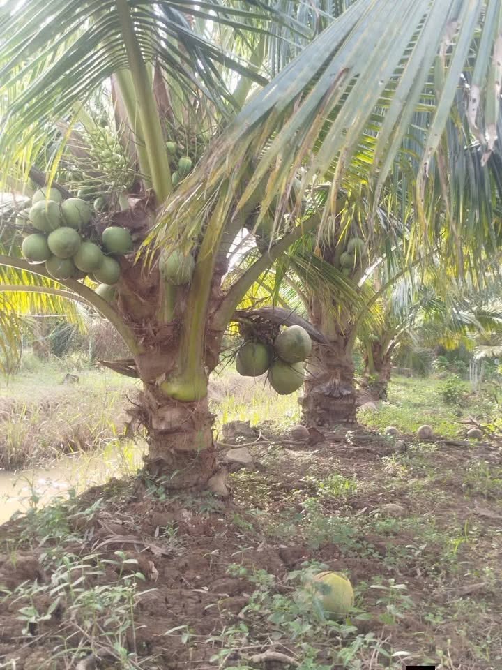 Đất nền Lương Hòa, Giồng Trôm 2800m² giá 700 triệu - Cơ hội đầu tư tuyệt vời!