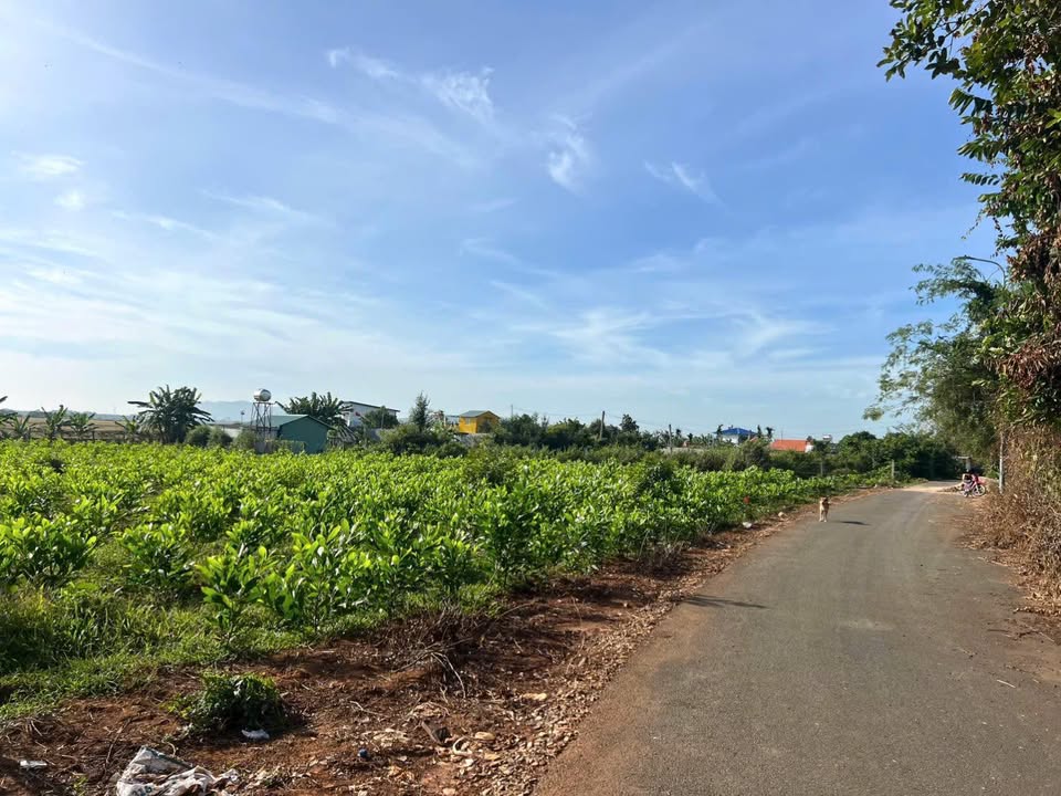 Đất nền Long Phước Bà Rịa 278m² giá 1.59 tỷ - Đường nhựa, sổ hồng chính chủ!