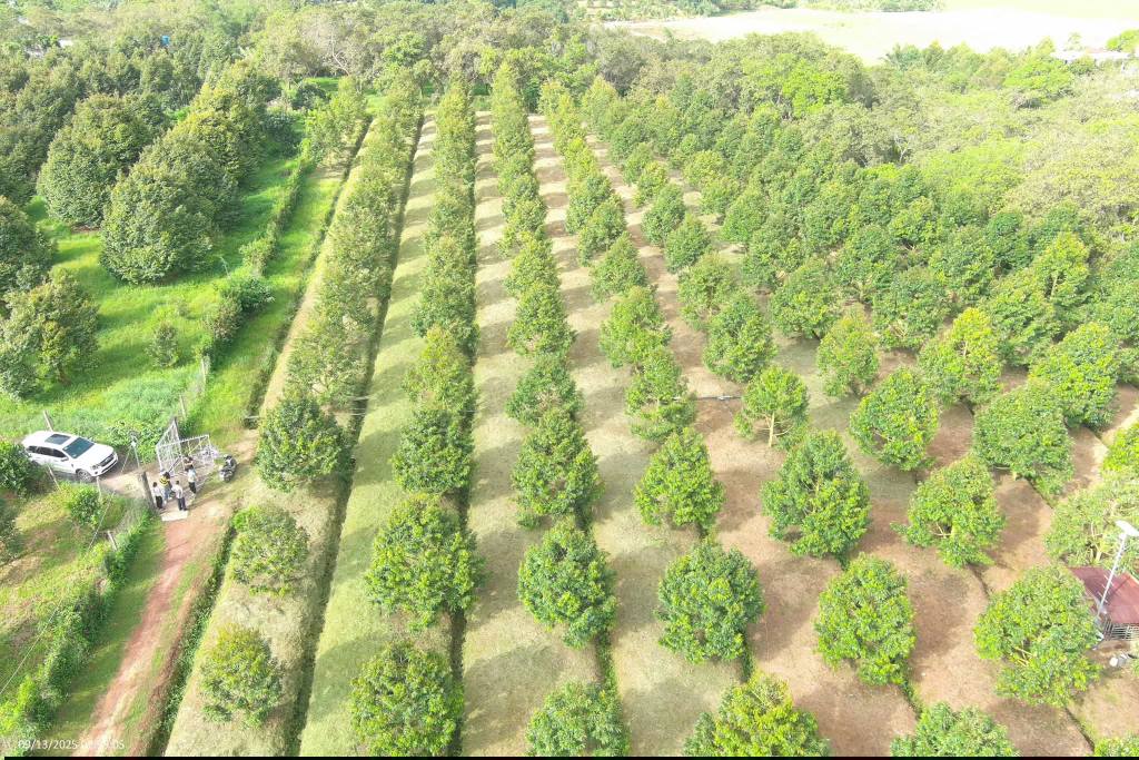 Đất vườn Phú Trung Tân Phú 20.200m² giá 11 tỷ - Sẵn sàng đầu tư!