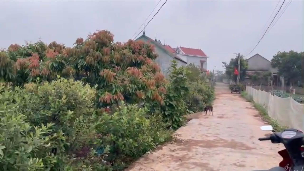 Farm Tân Quang, Lục Ngạn 4600m² giá 1.3 tỷ - Đất đẹp trồng cây ăn trái