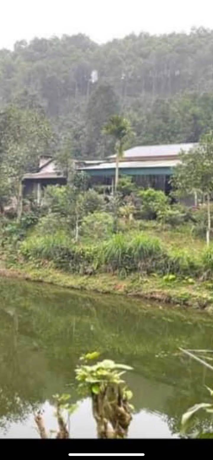 Farm Thanh Liêm Minh Bảo 1,5ha giá 2 tỷ - Không khí trong lành, thuận tiện giao thông!