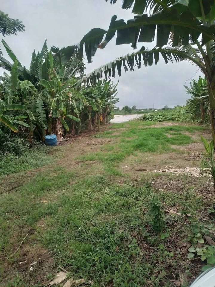 Đất Ruộng 8300m² tại ấp An Long, Chợ Mới - Giá tốt chỉ 2.49 tỷ!