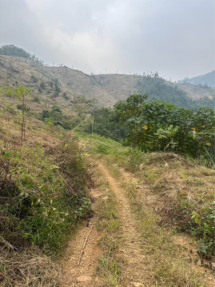 Lô đất rừng sản xuất Tân Sơn Phú Thọ 80.000m² - Đầu tư sinh lời lâu dài!