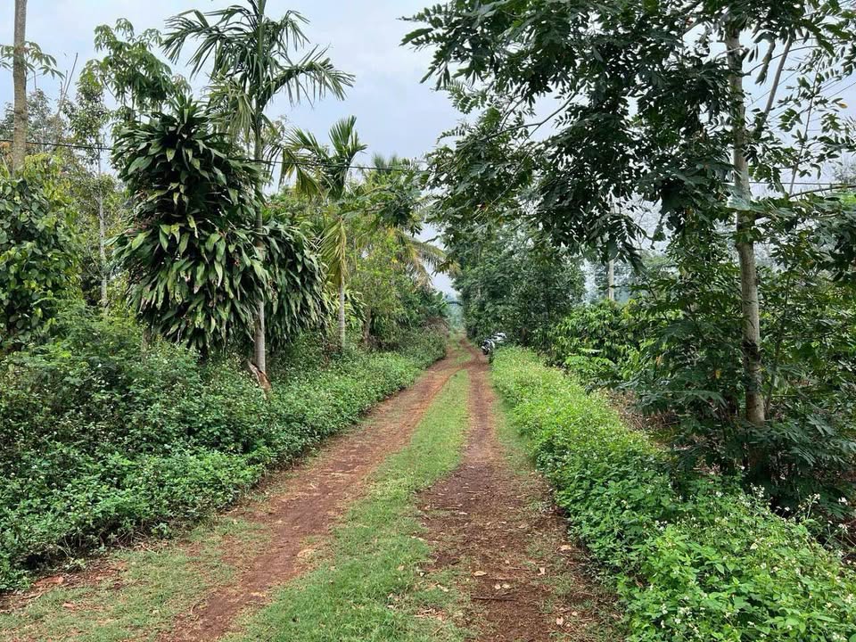 Đất thổ cư 1.3 sào tại Hòa Đông, Krông Pắc - Giá 2.9 tỷ, Sổ đỏ đẹp!