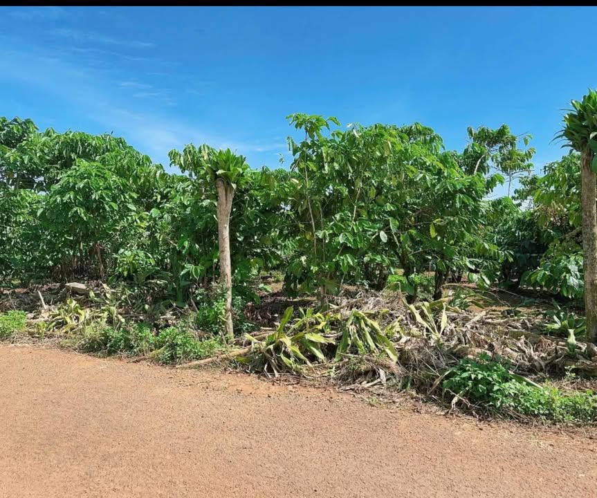 Đất nền Lộc Đức Bảo Lâm 3600m² giá 800 triệu - Cơ hội đầu tư sinh lời!