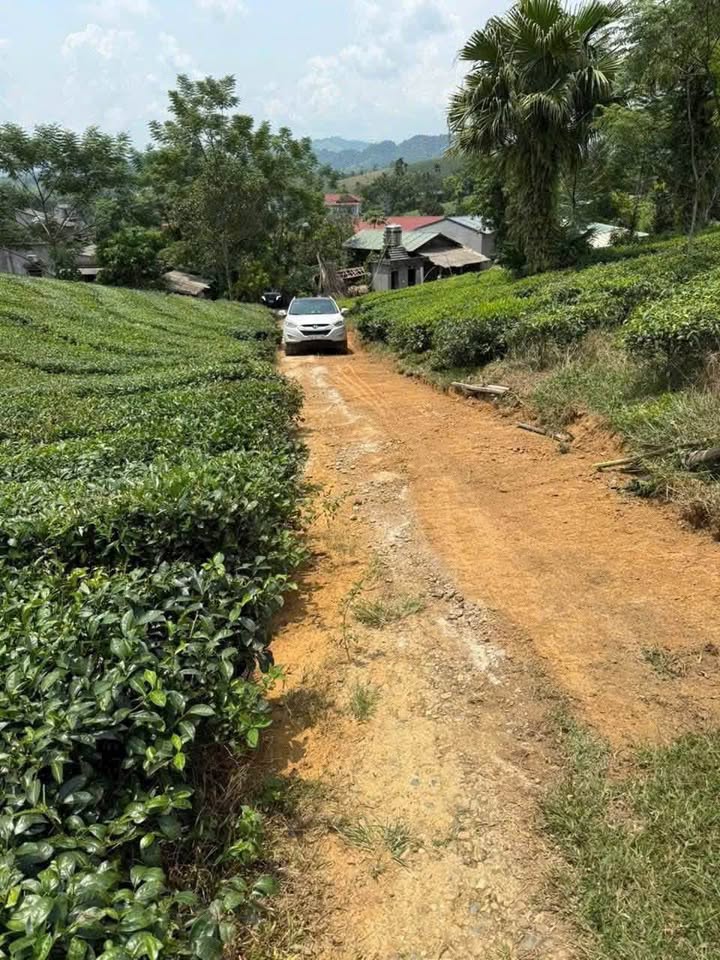 Đất cây lâu năm 3000m² tại Minh Đài, Tân Sơn - Giá chỉ 350 triệu VND!